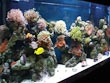 salt water fish tank
